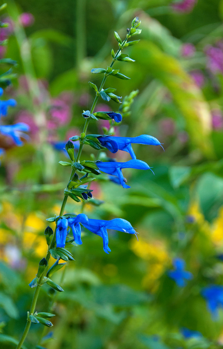 Salvia vitifolia BSWJ 10236