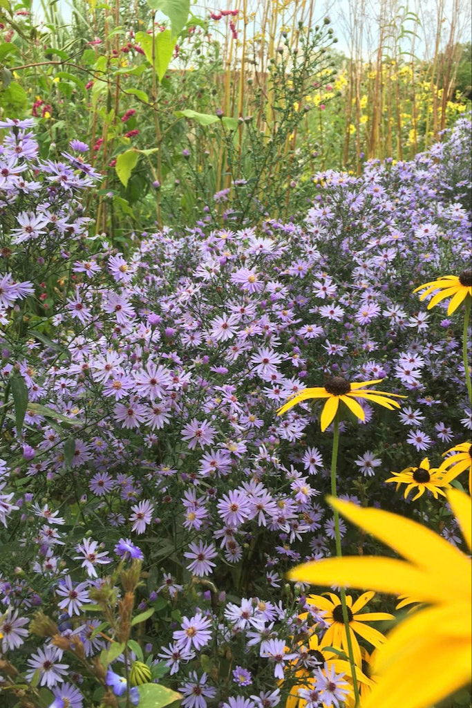 Symphyotrichum 'Little Carlow'