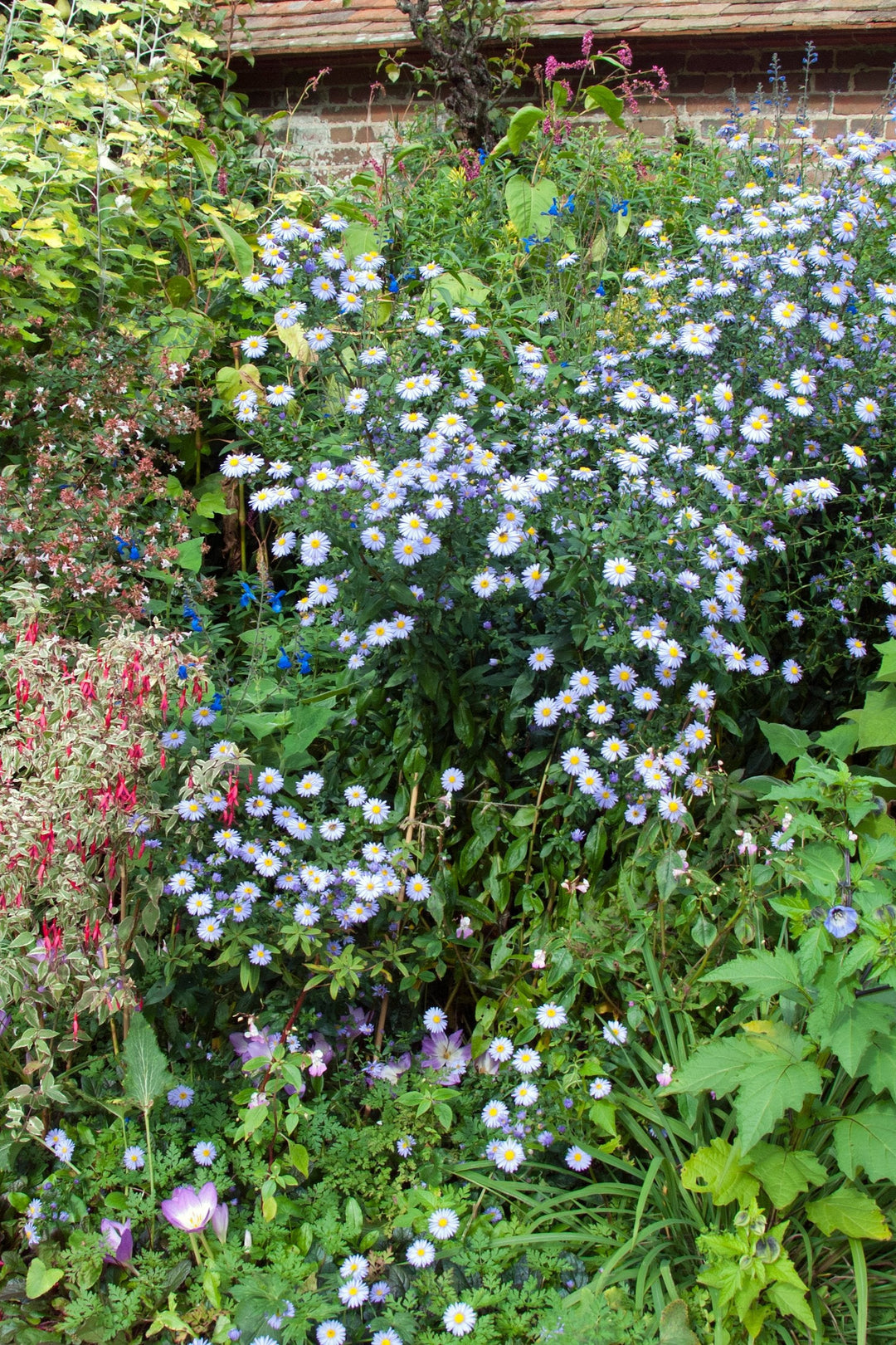 Symphyotrichum laeve 'Climax'