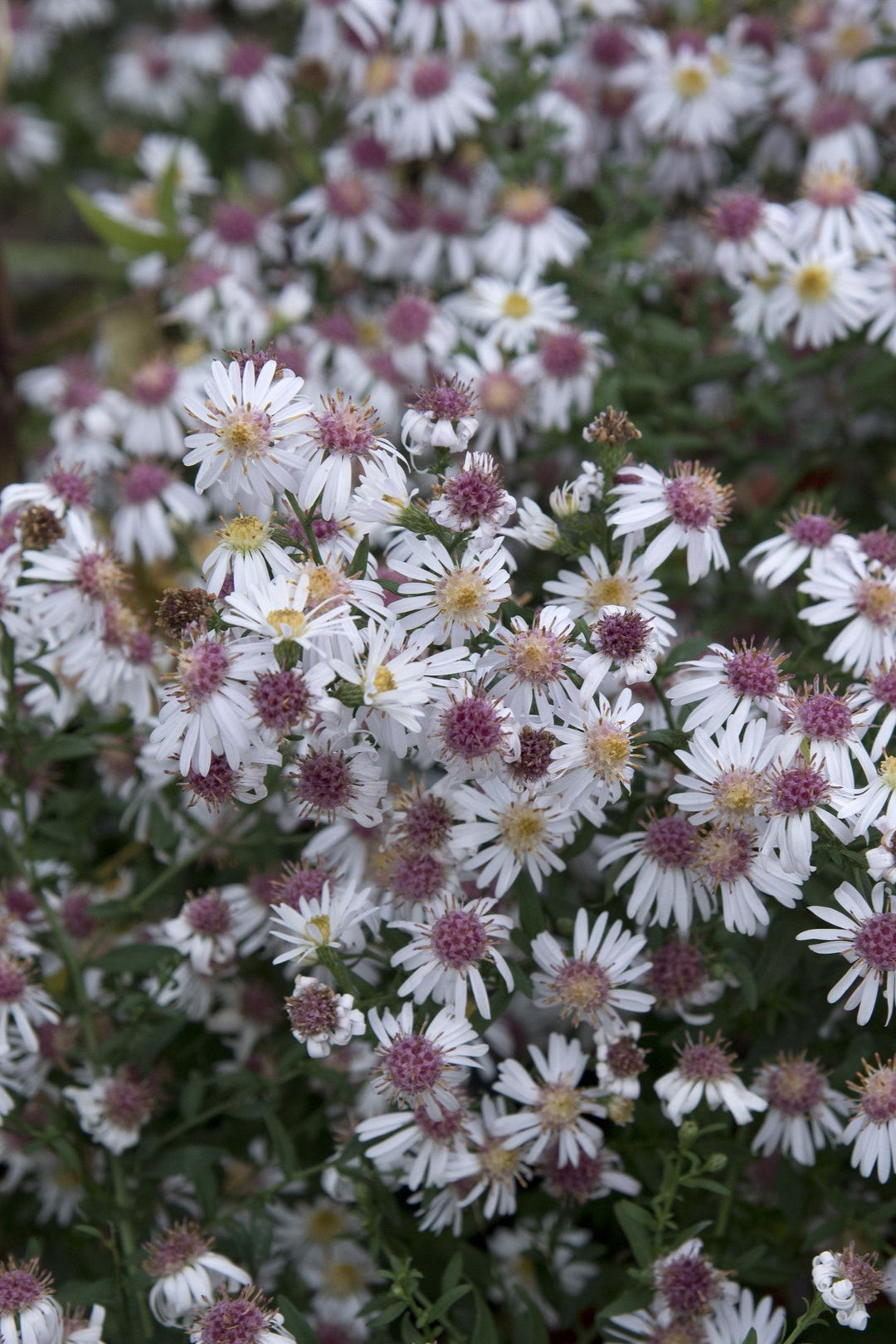 Symphyotrichum lateriflorum 'Chloe'
