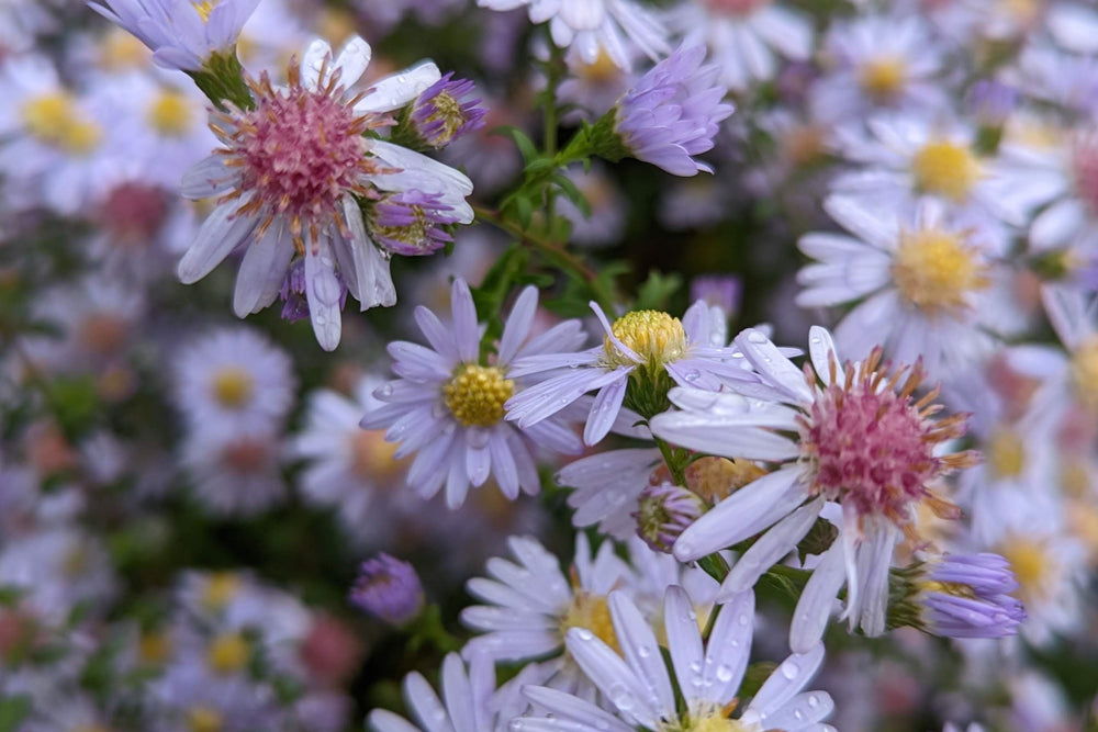 Symphyotrichum lateriflorum 'Dixter's Chloe'