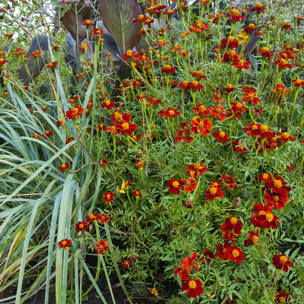 Tagetes_Cinnabar
