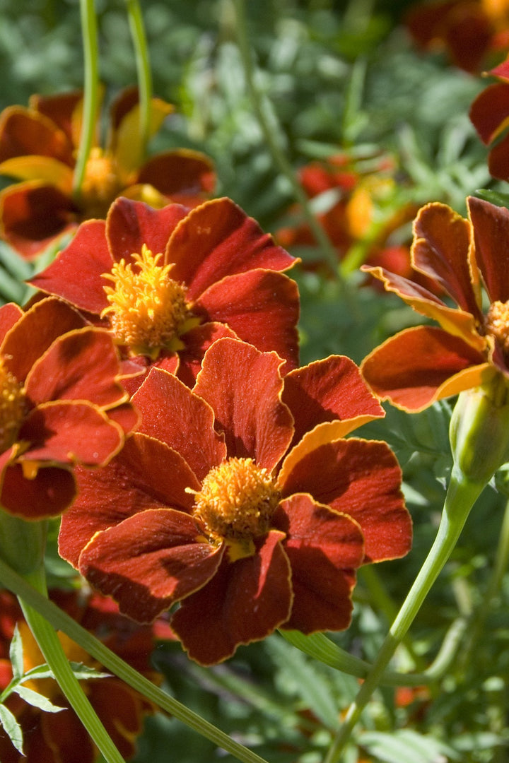 Tagetes_Cinnabar