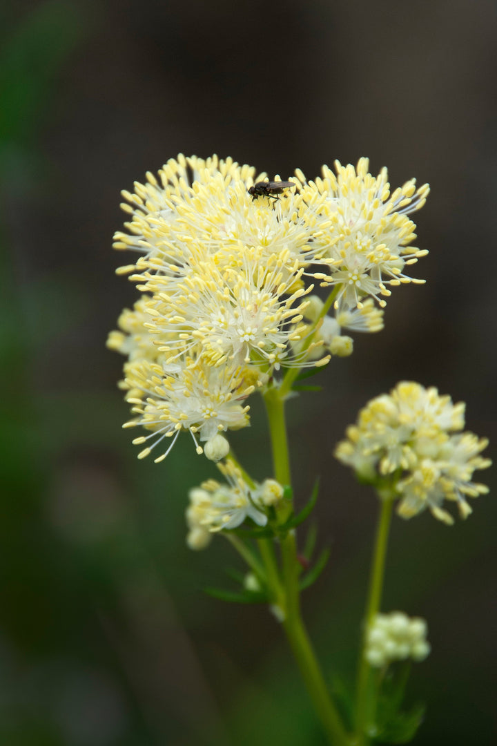 Thalictrum lucidum