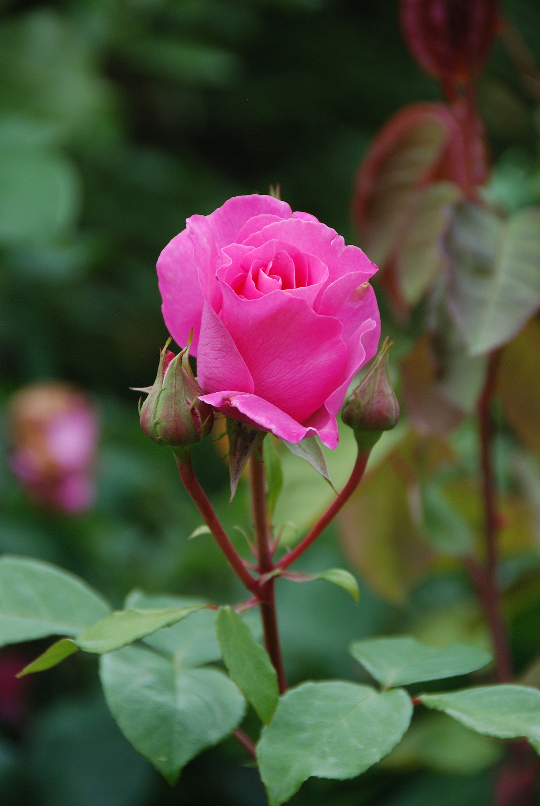 Rosa  The Mccartney Rose