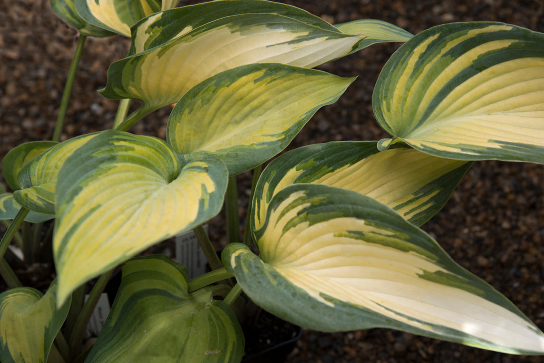 Hosta 'June' AGM