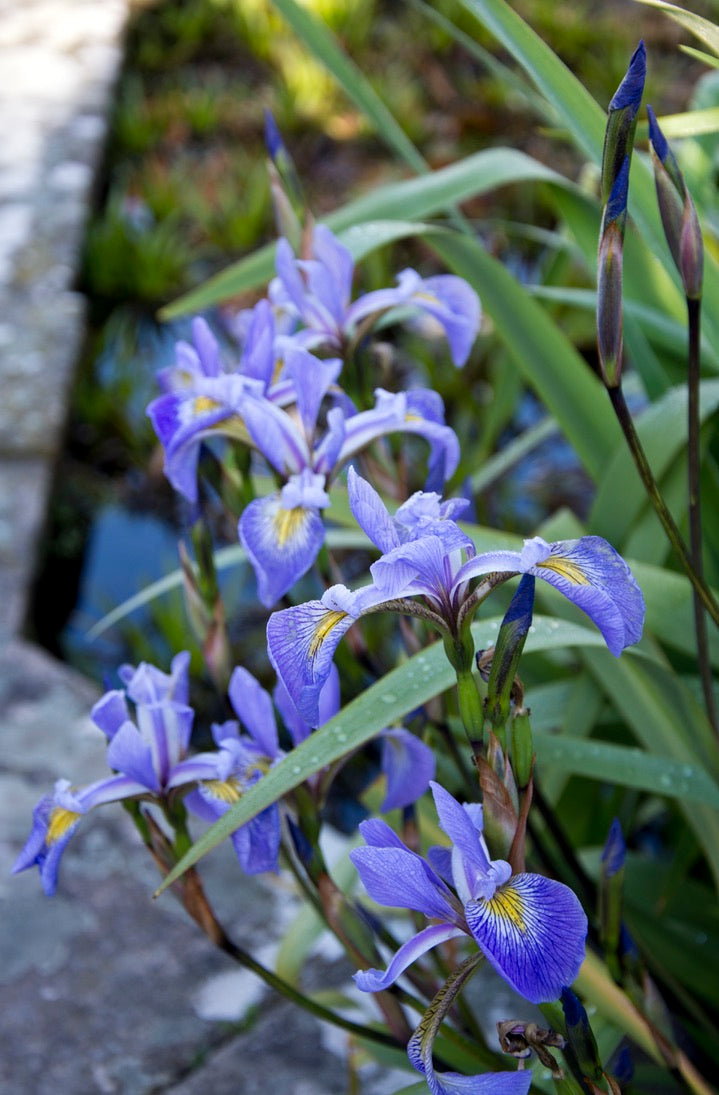 Iris x robusta 'Gerald Darby' AGM