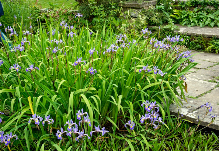 Iris x robusta Gerald Darby   AGM