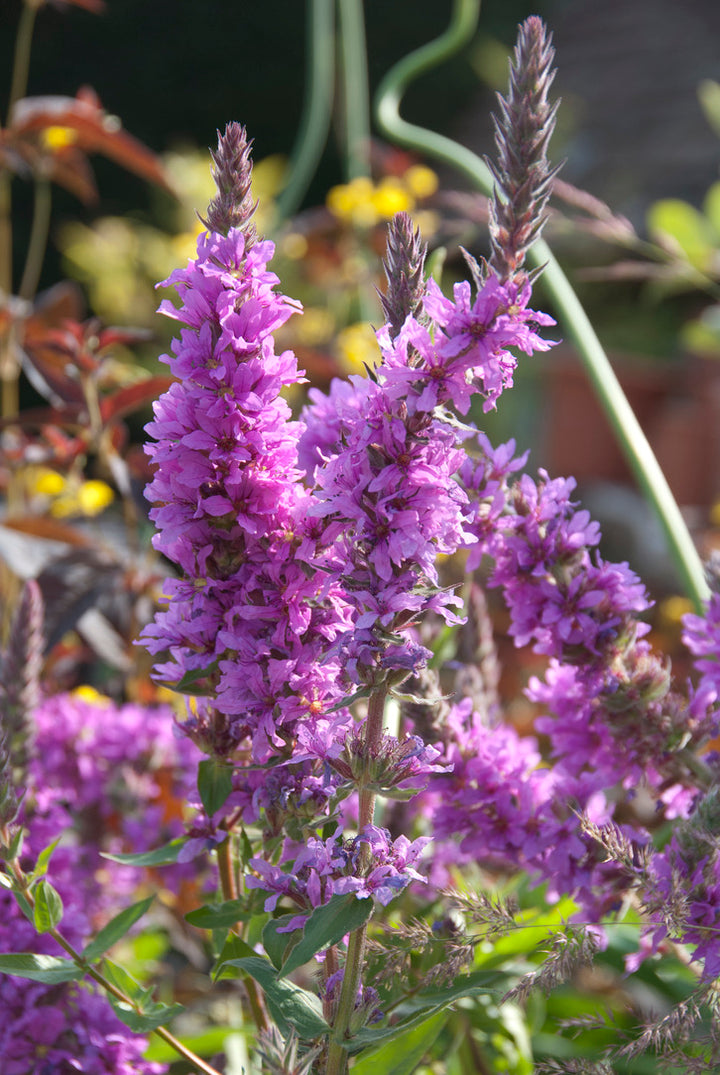 Lythrum virgatum Rosy Gem