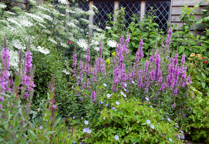 Lythrum virgatum Rosy Gem
