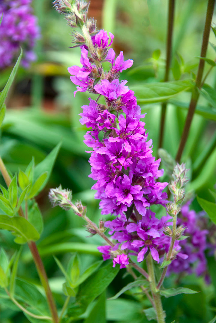 Lythrum virgatum Rosy Gem