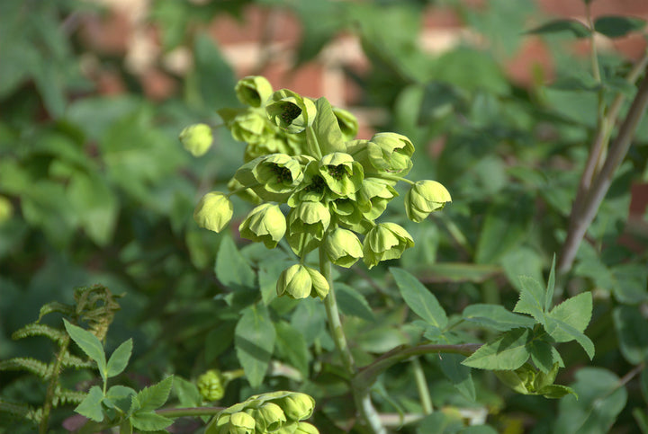 Mathiasella bupleuroides 'Green Dream'