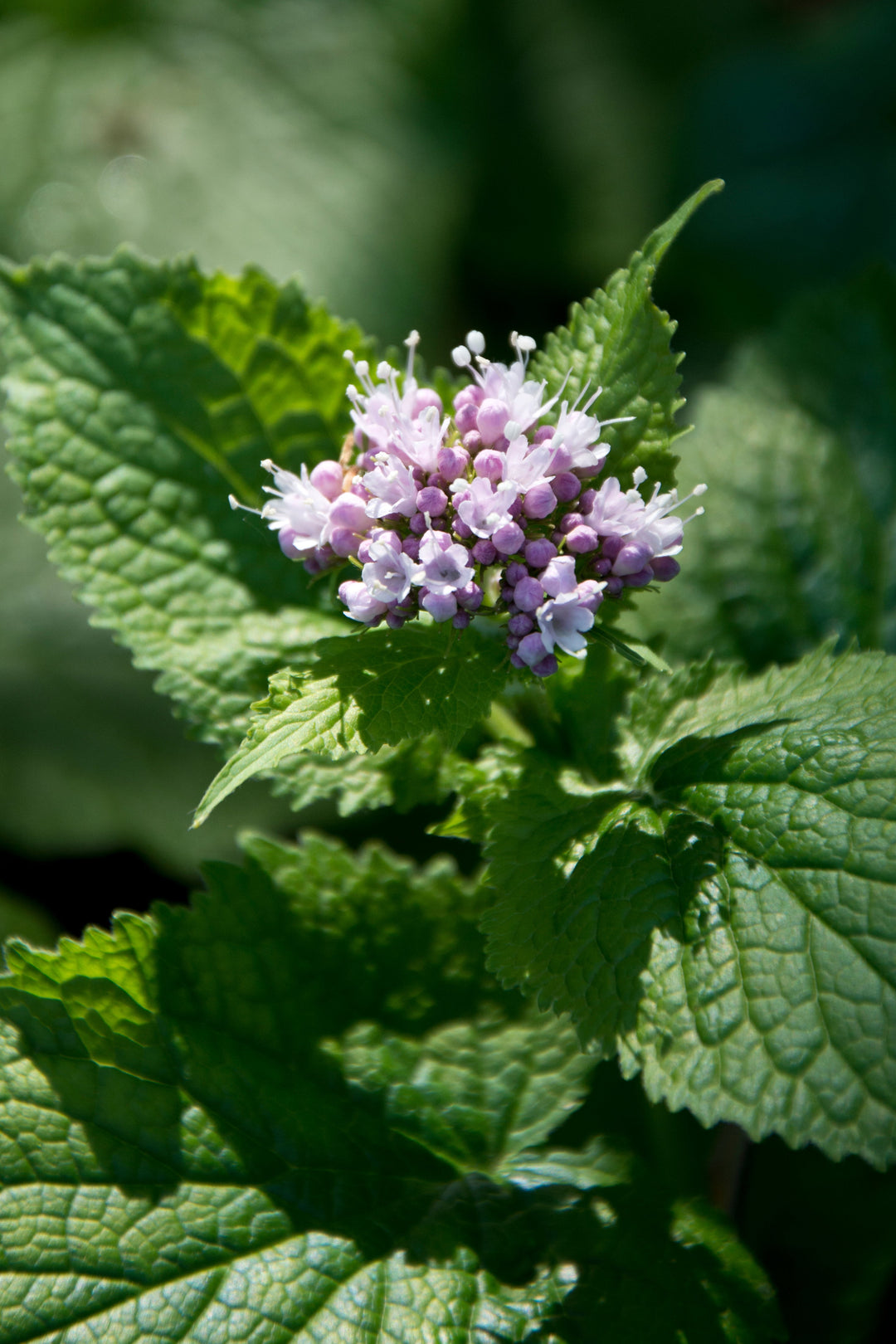 Valeriana pyrenaica