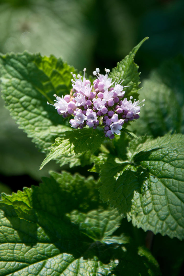 Valeriana pyrenaica