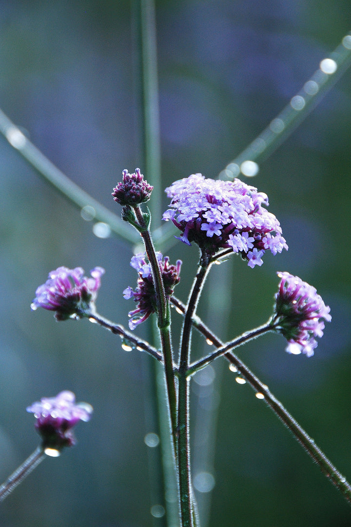 Verbena Bonariensis