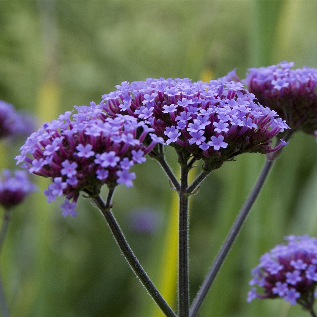 Verbena Bonariensis