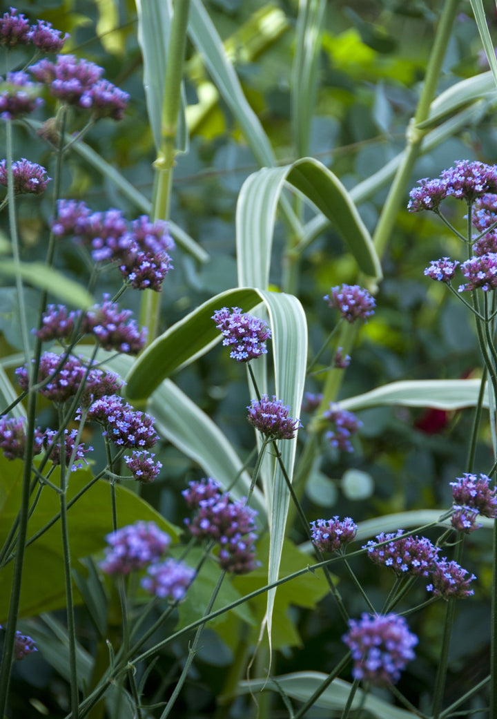 Verbena Bonariensis