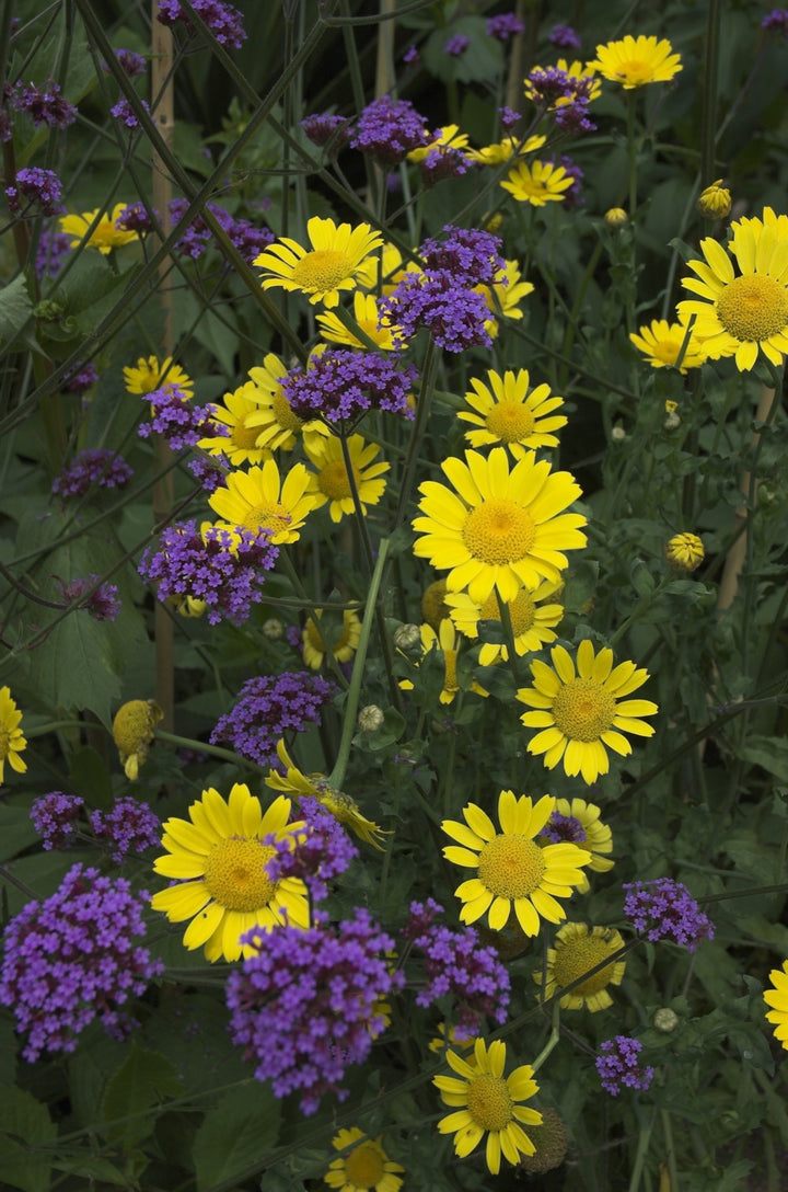 Verbena Bonariensis