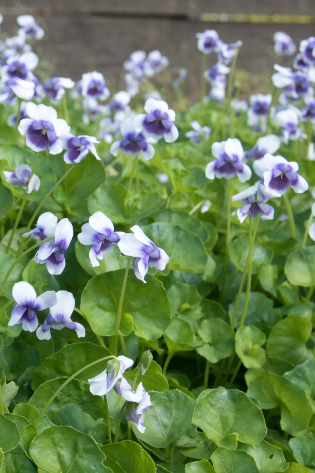 Viola hederacea