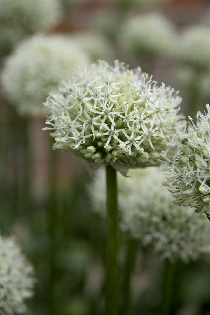 White flower of the Allium stipitatum 'Mount Everest' AGM