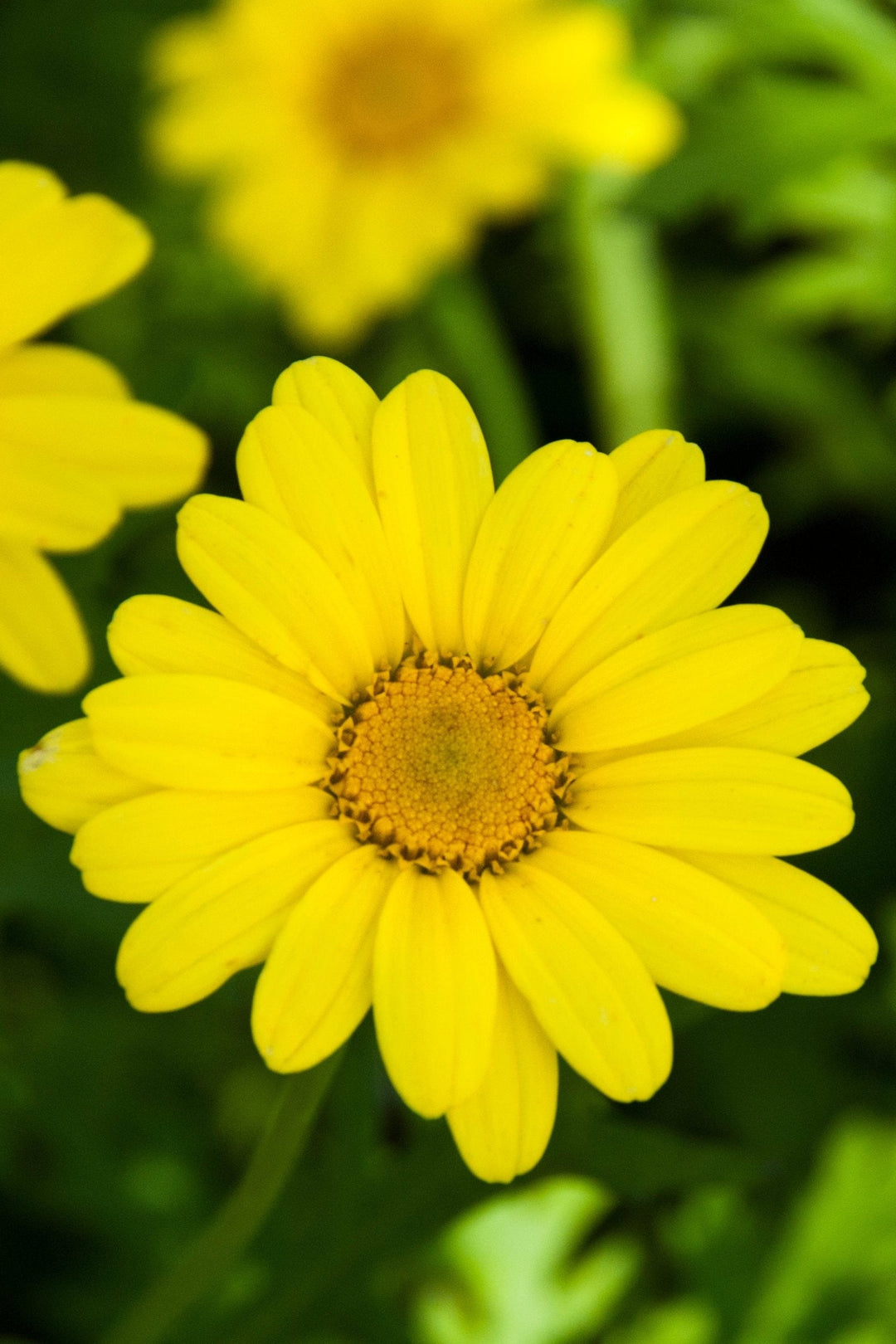 Argyranthemum Jamaica Primrose yellow flower