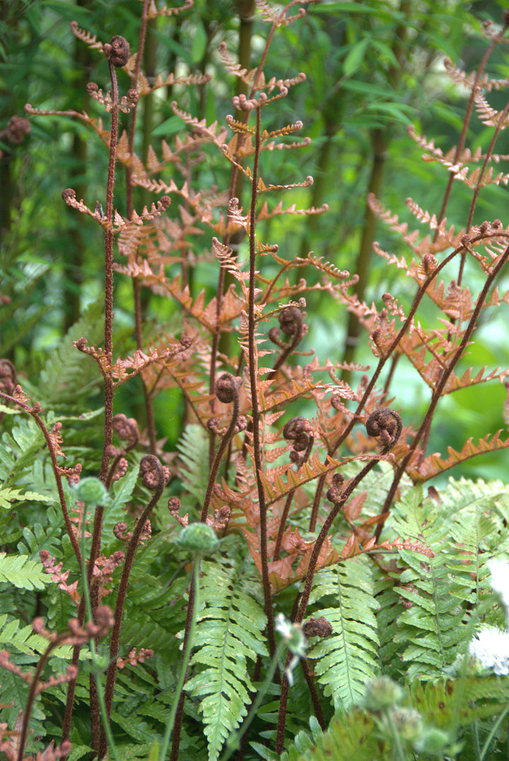 Dryopteris erythrosora AGM