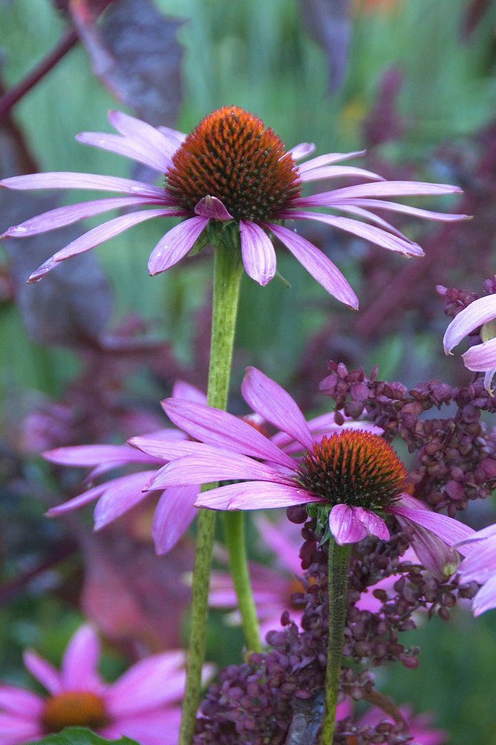 Echinacea purpurea 'Rubinstern'