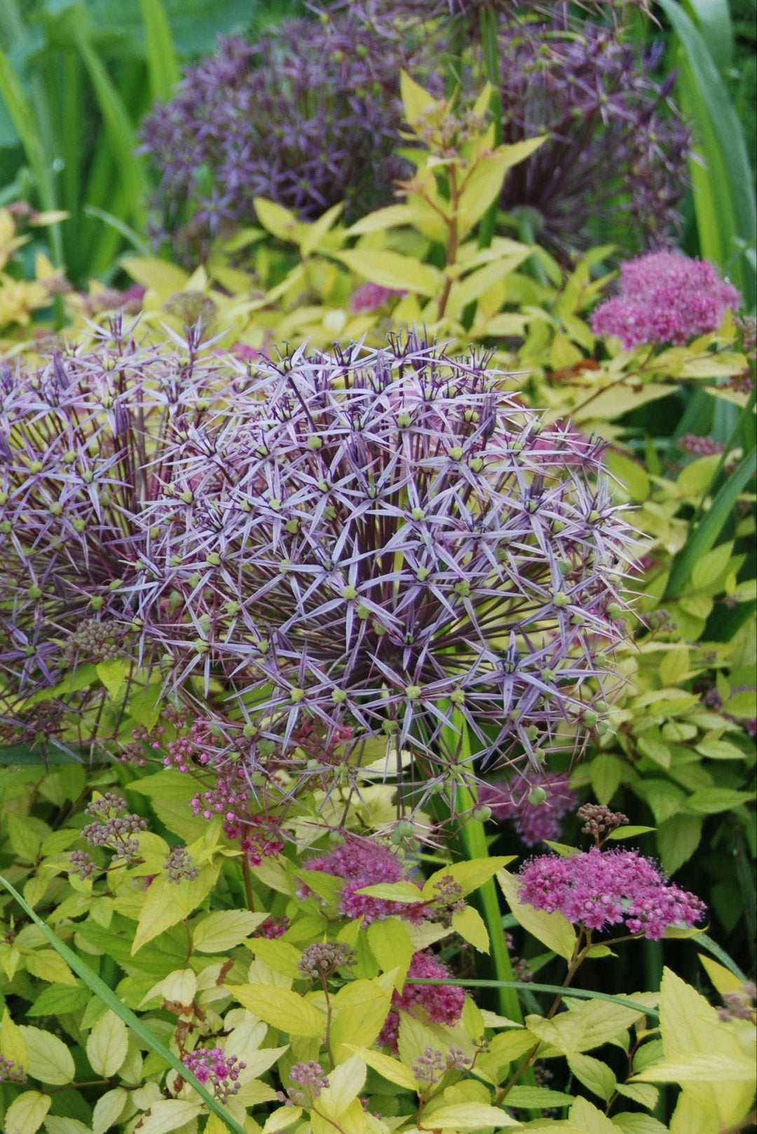 Allium