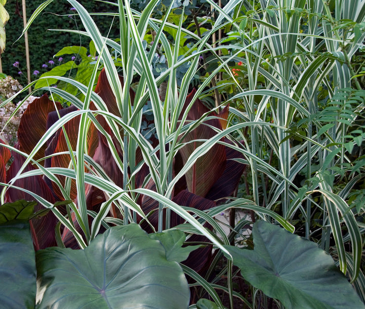 Arundo donax var. versicolor