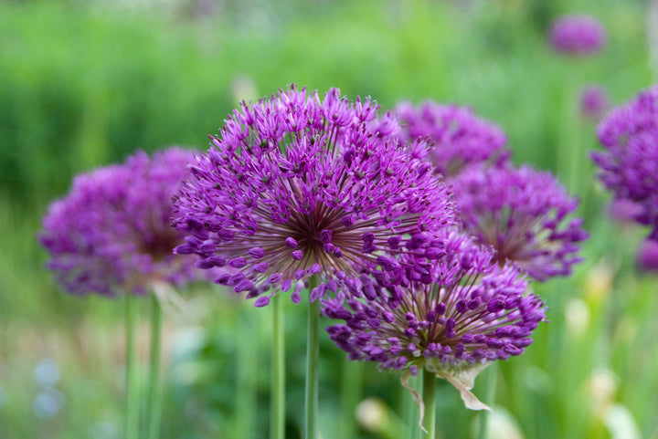 Allium hollandicum 'Purple Sensation' AGM