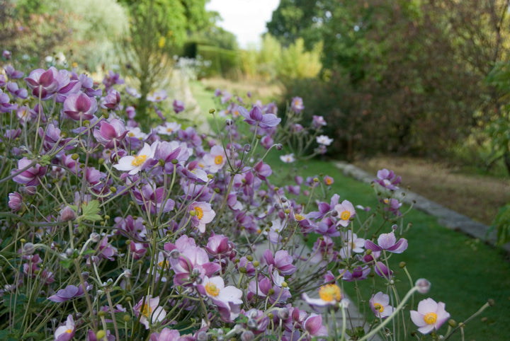 Anemone tomentosa