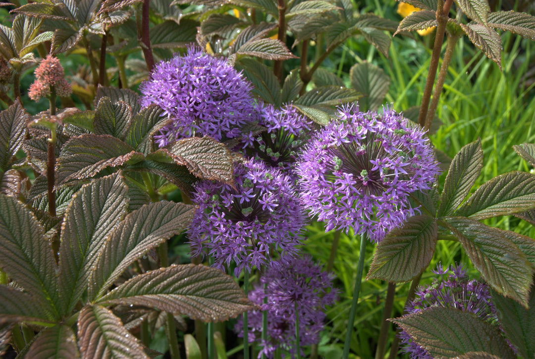 Allium hollandicum 'Purple Sensation' AGM