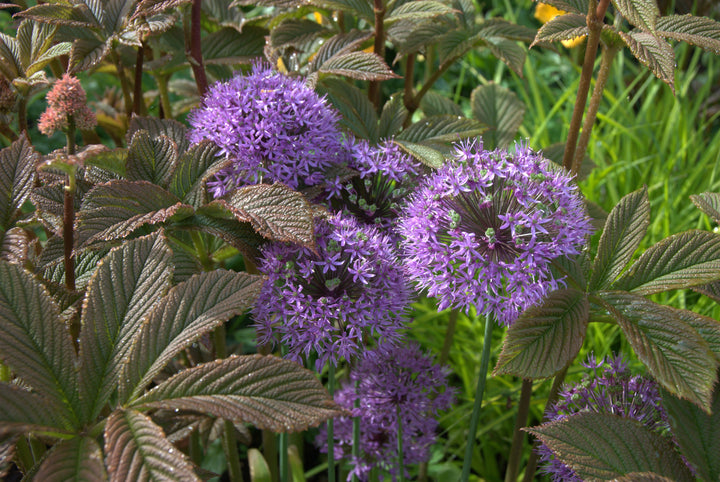 Allium hollandicum 'Purple Sensation' AGM