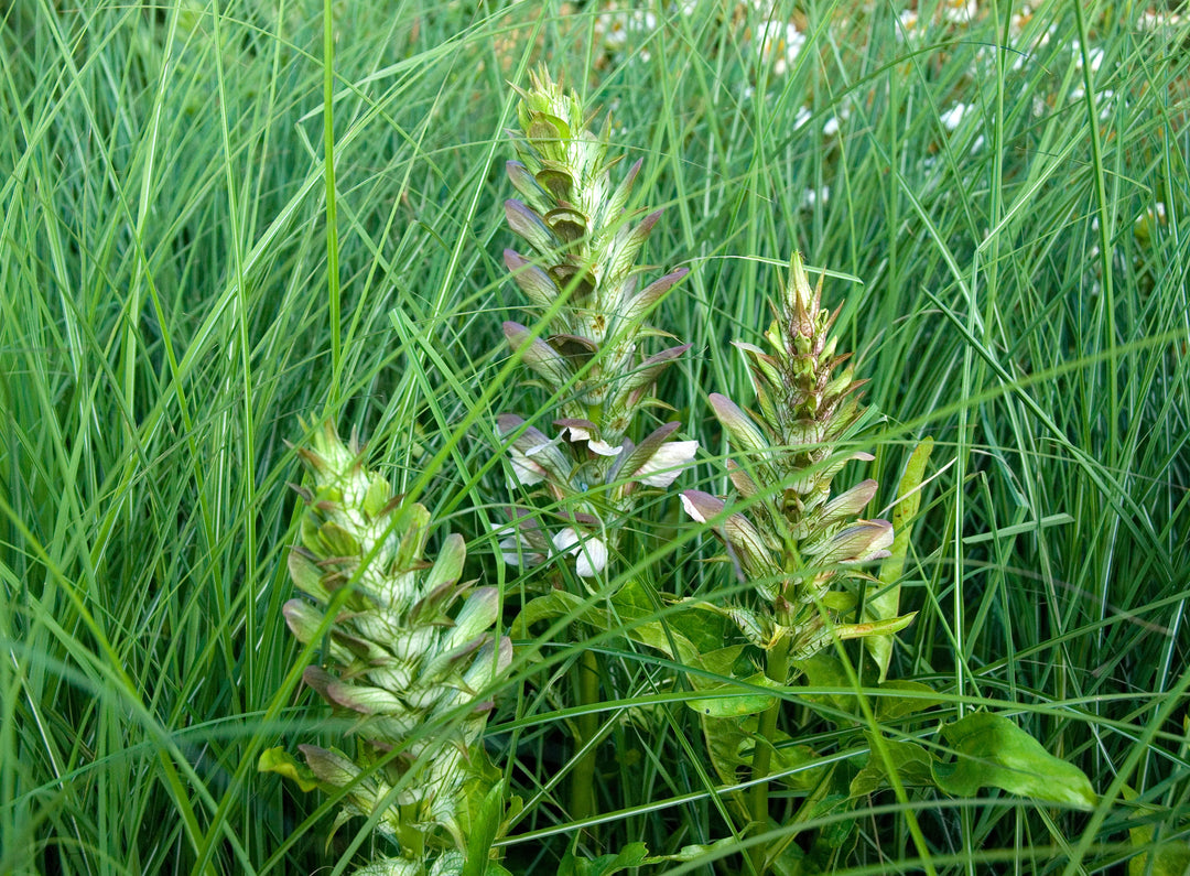 Acanthus hungaricus