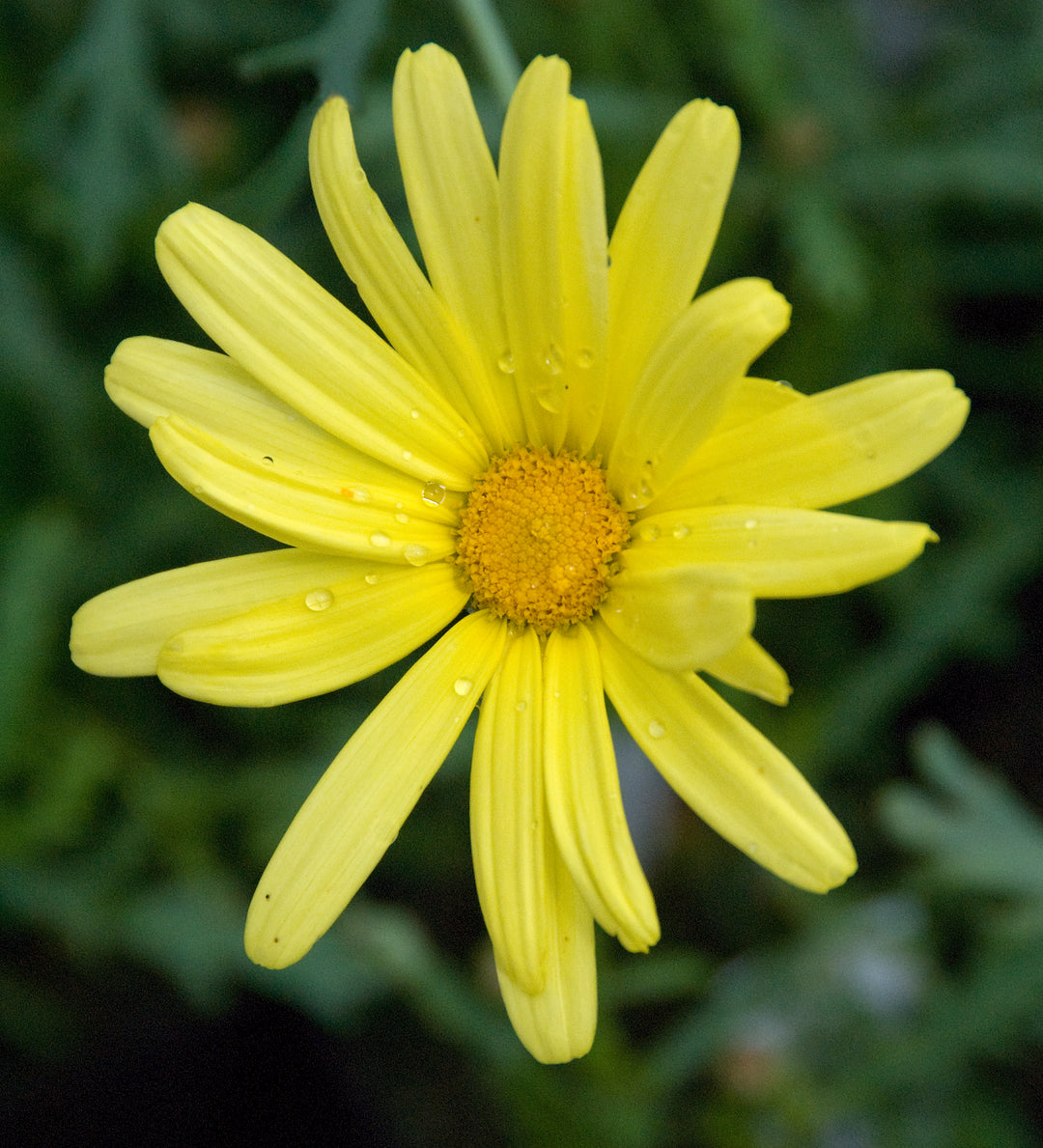 Argyranthemum 'Jamaica Primrose' AGM