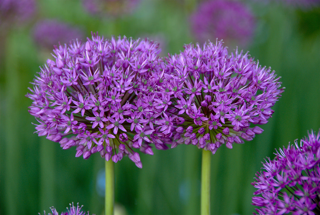 Allium hollandicum 'Purple Sensation' AGM