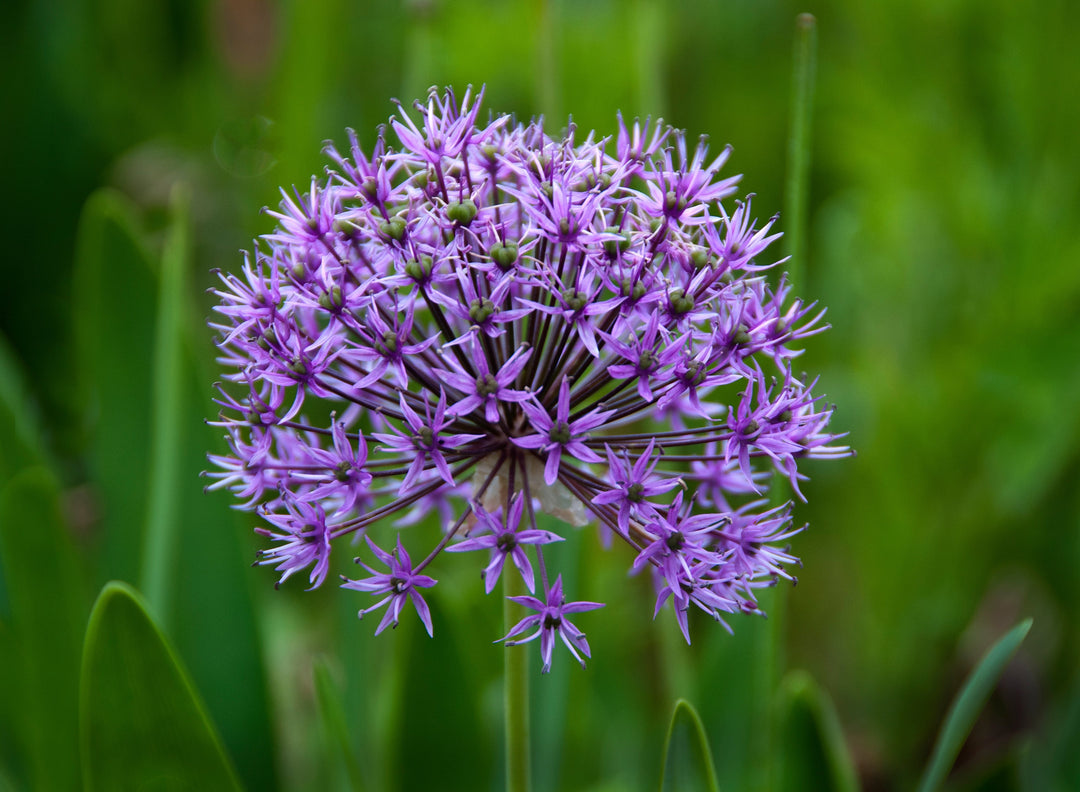 Allium hollandicum 'Purple Sensation' AGM