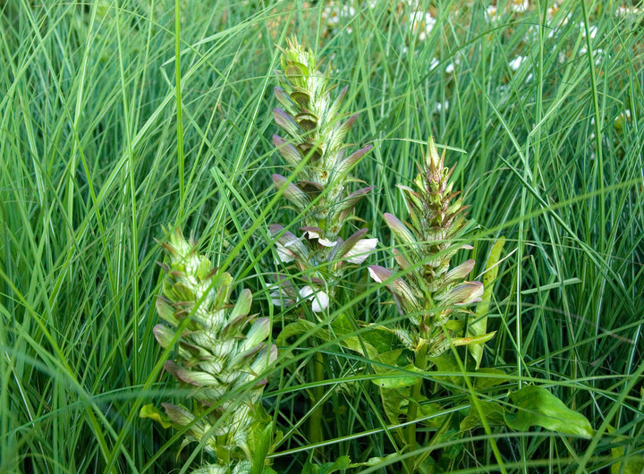 Acanthus hungaricus