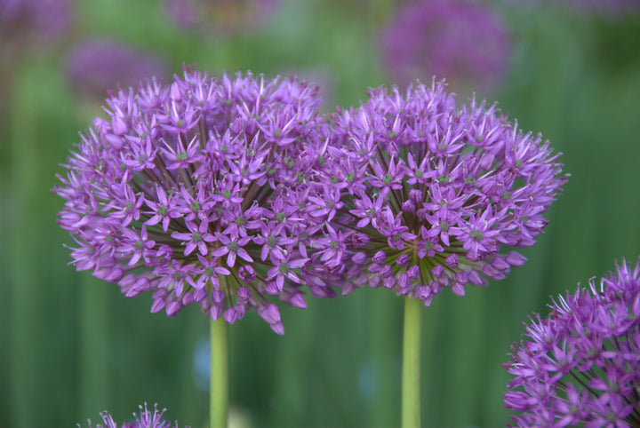 Allium hollandicum 'Purple Sensation' AGM