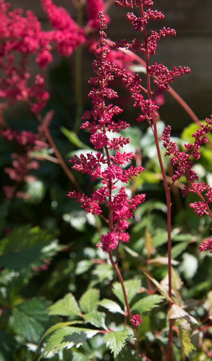 Astilbe 'Fanal' AGM