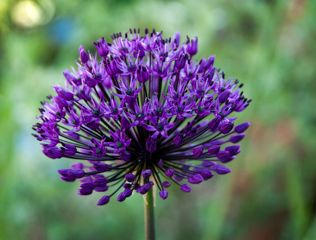 Allium hollandicum 'Purple Sensation' AGM