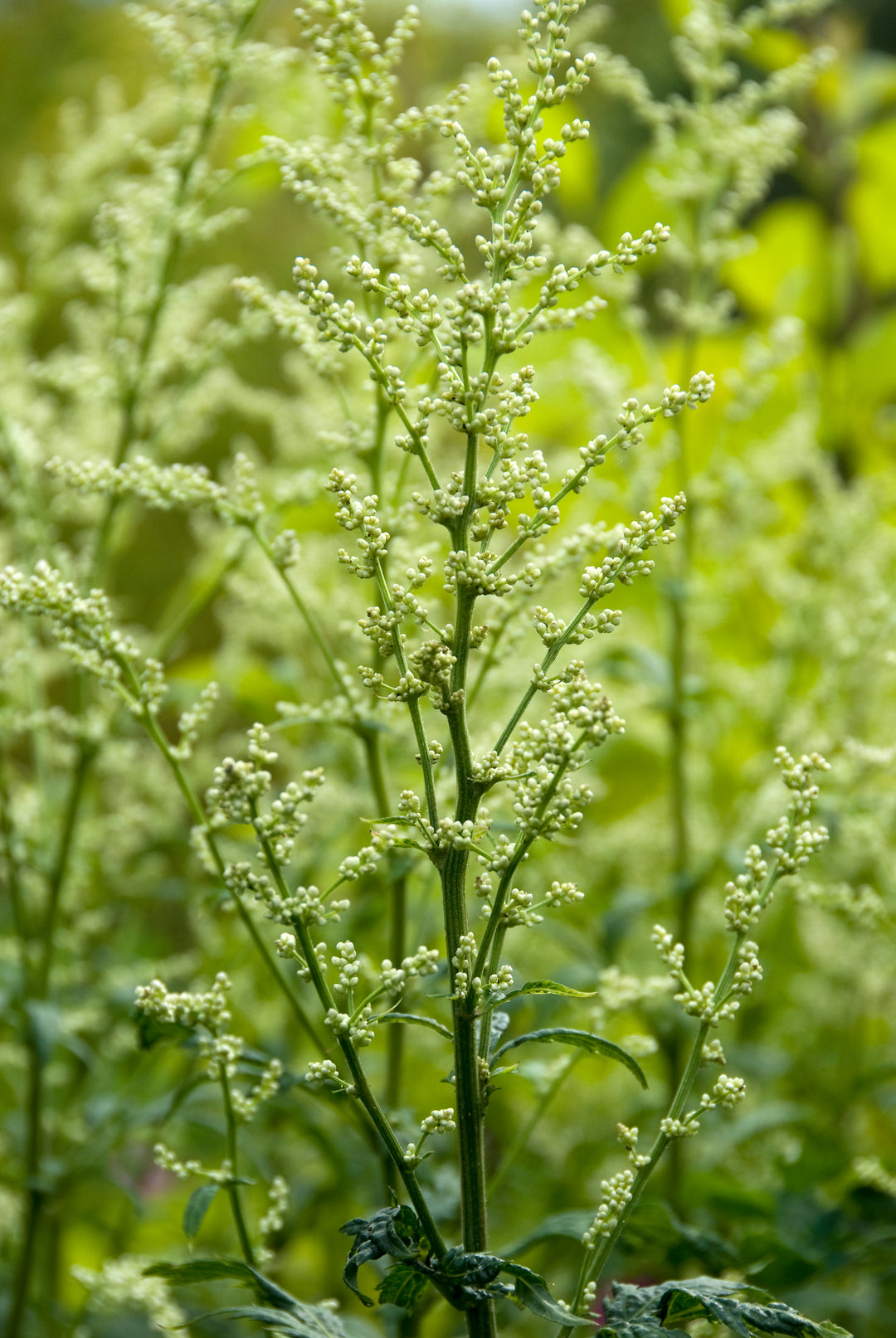 Artemisia lactiflora AGM