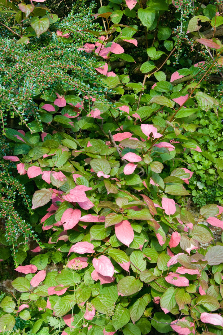 Actinidia kolomikta  AGM