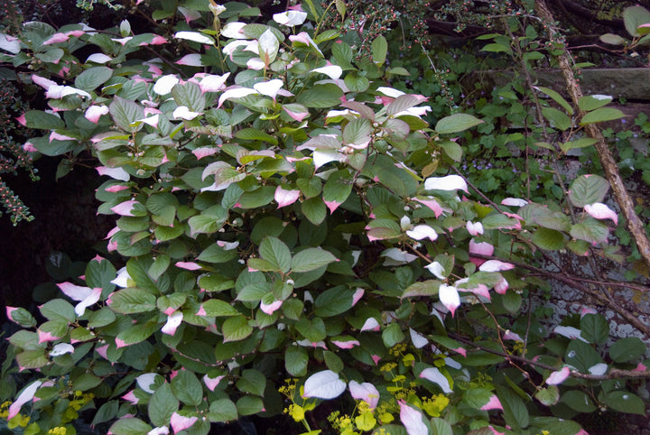 Actinidia kolomikta  AGM