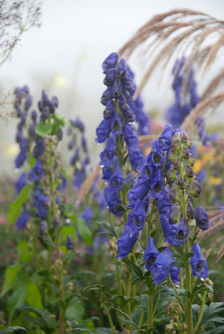 Aconitum carmichaelii 'Arendsii'  AGM