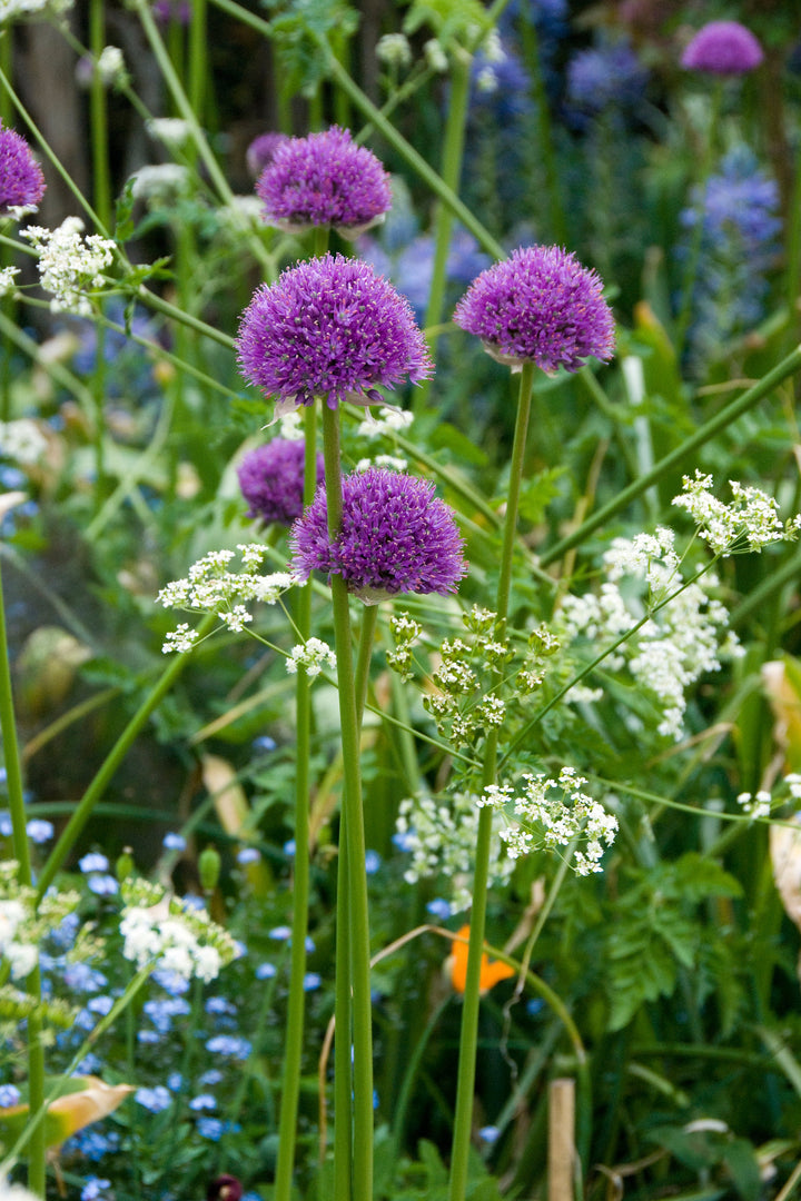 Allium hollandicum 'Purple Sensation' AGM