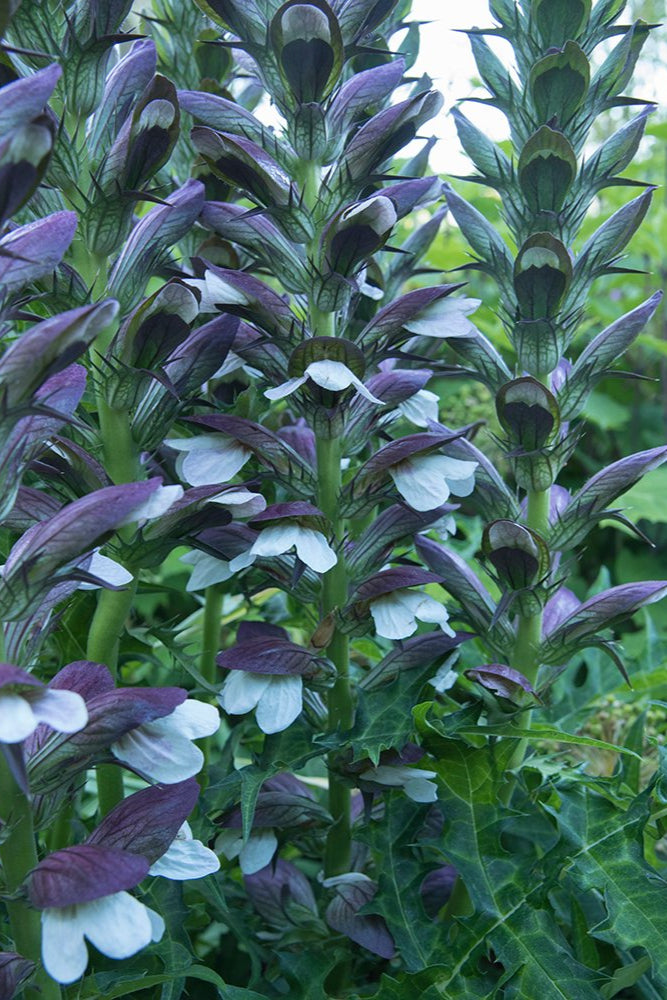 Acanthus hungaricus