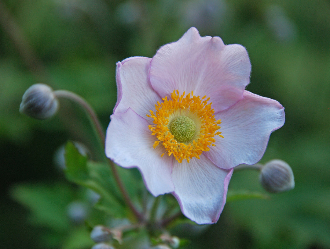 Anemone tomentosa