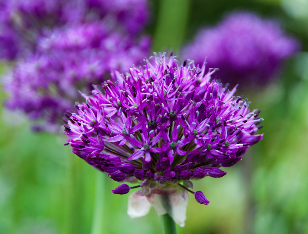 Allium hollandicum 'Purple Sensation' AGM