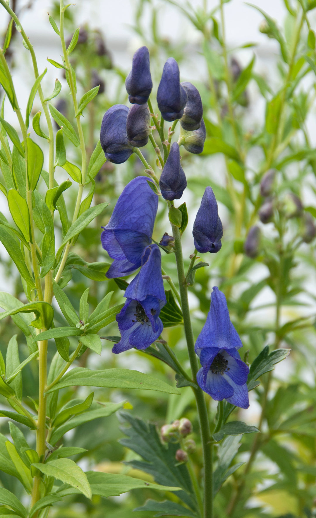 Aconitum carmichaelii 'Arendsii'  AGM